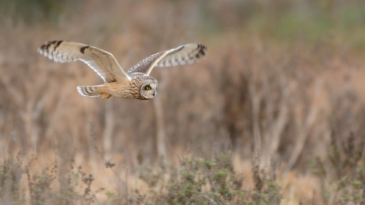 Short-eared Owl - Miguel Aguilar @birdnomad