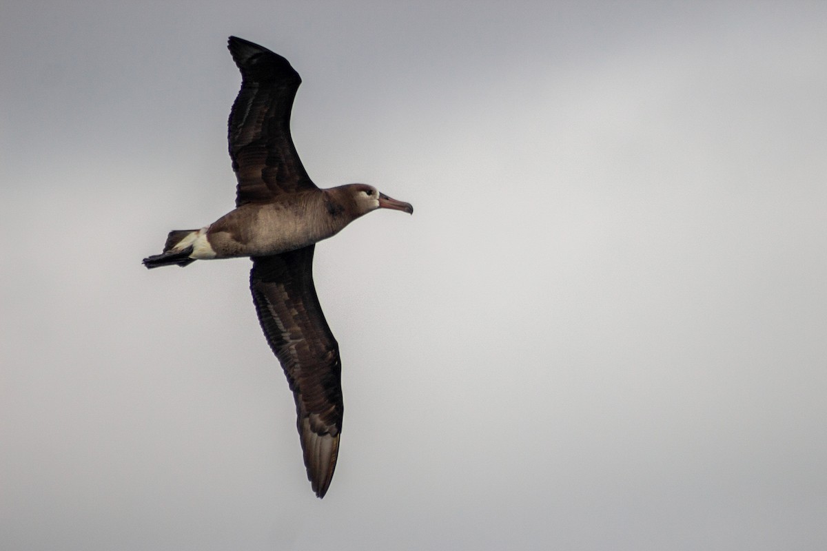Black-footed Albatross - ML249836791