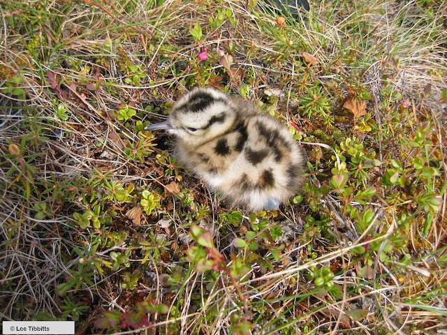 Bristle-thighed Curlew chick, 1 day old; Seward Peninsula, AK, June - Bristle-thighed Curlew - 