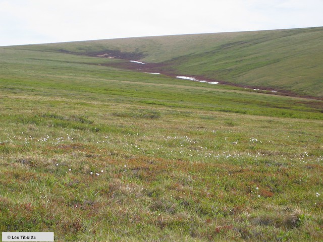 Bristle-thighed Curlew Nesting habitat; Alaska, June.
