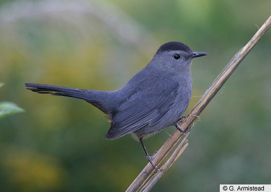 juvenile catbird