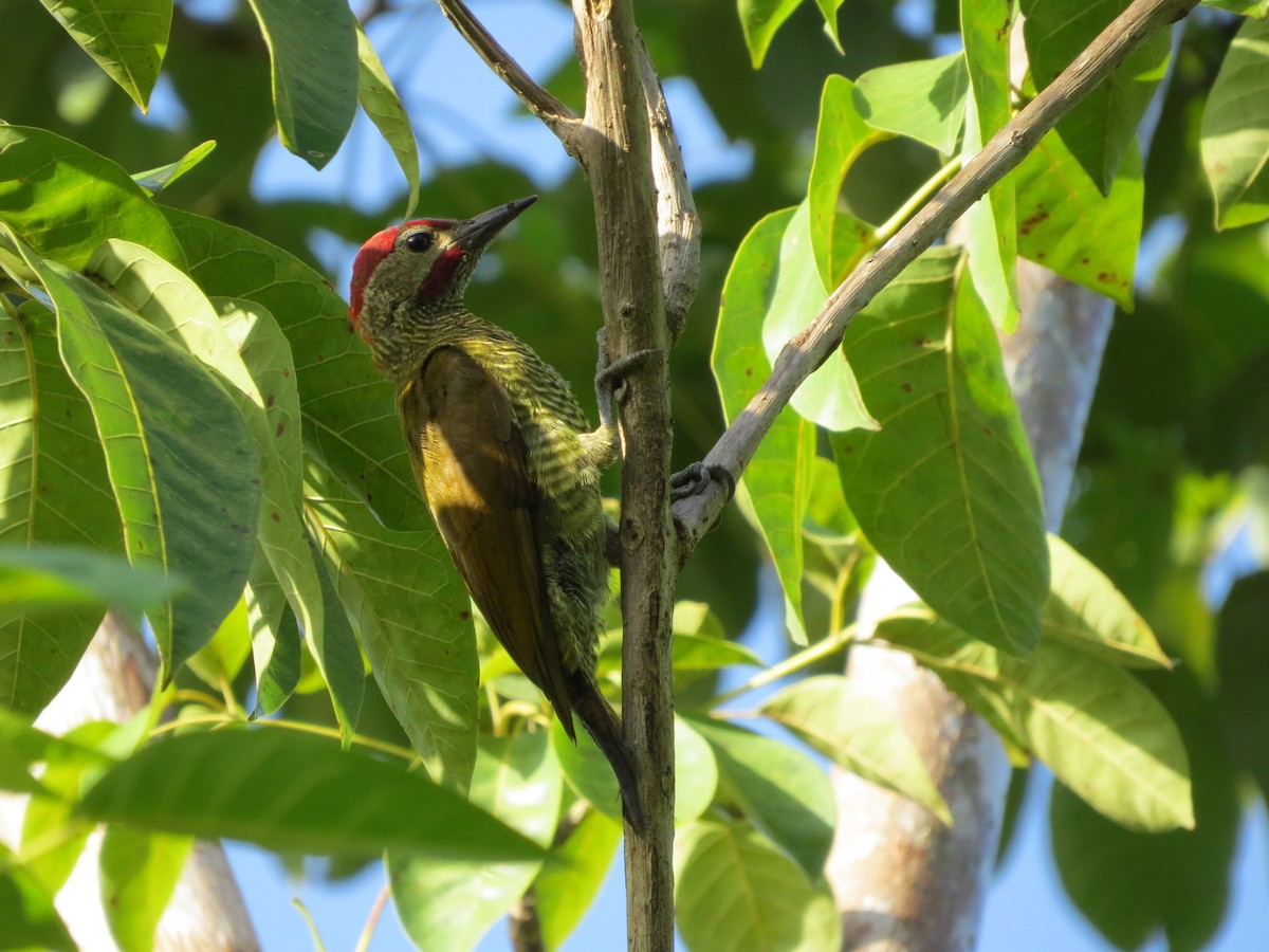 Golden-olive Woodpecker - ML249845551