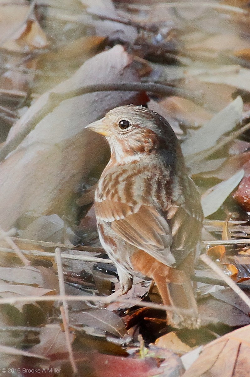 Fox Sparrow (Red) - ML24984911