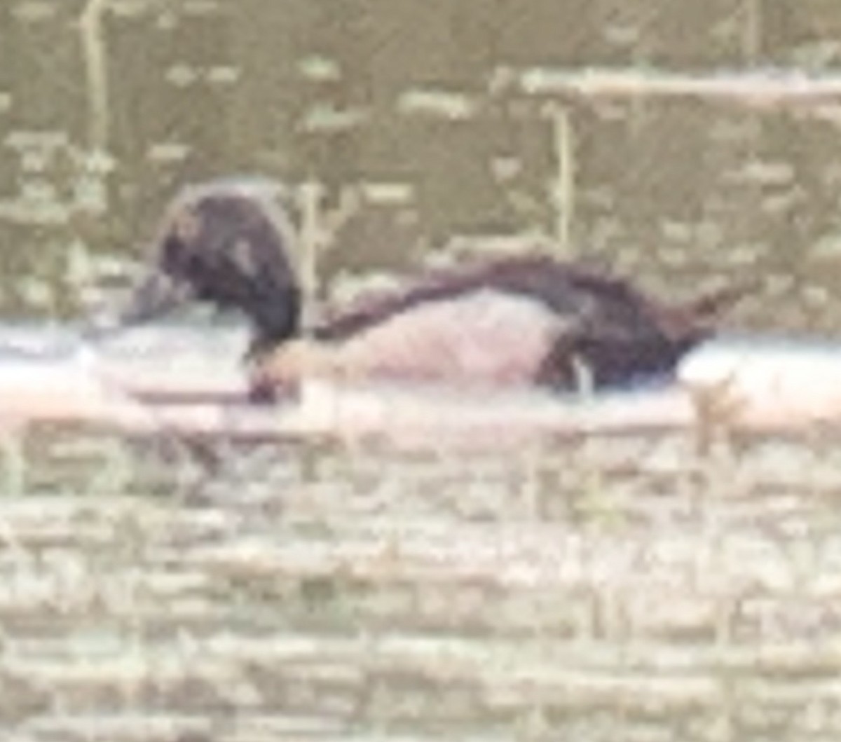Ring-necked Duck - ML249853301