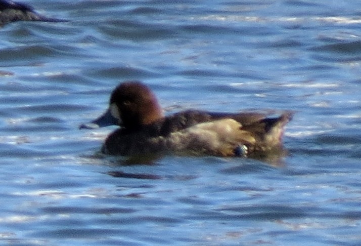 Greater Scaup - ML24985381