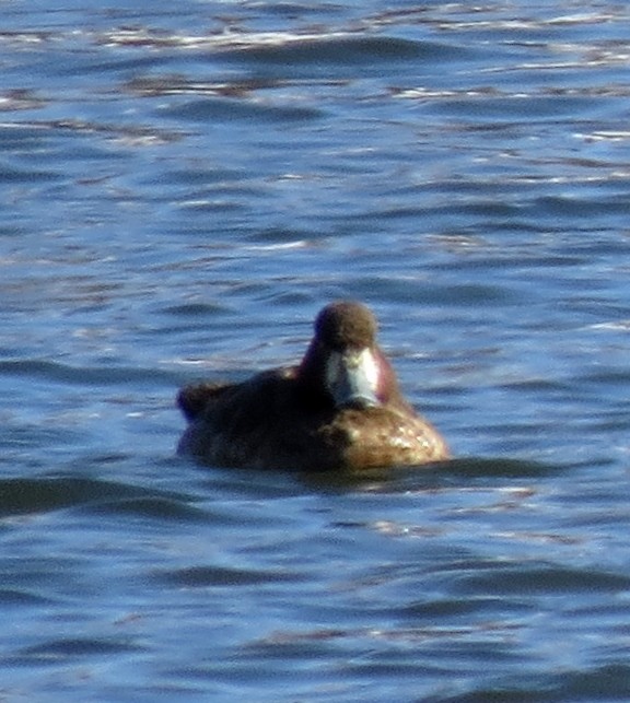 Greater Scaup - ML24985391