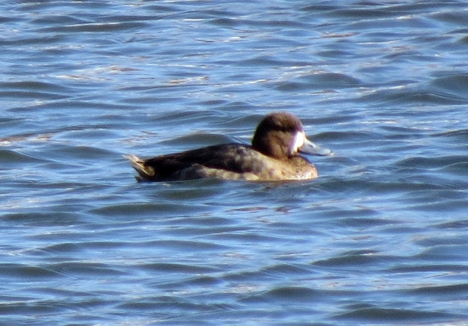 Greater Scaup - ML24985401