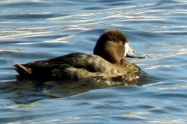 Greater Scaup - ML24985411