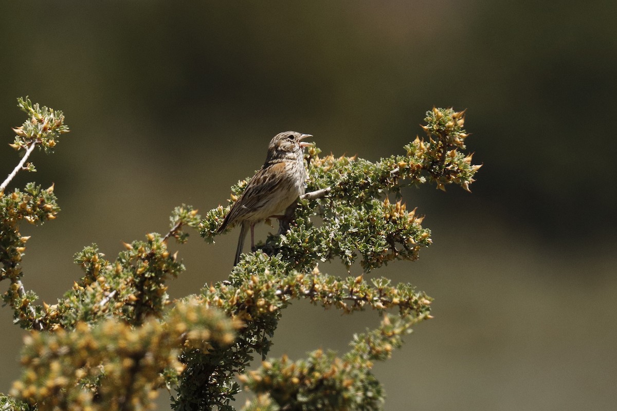 Vesper Sparrow - Audry Nicklin
