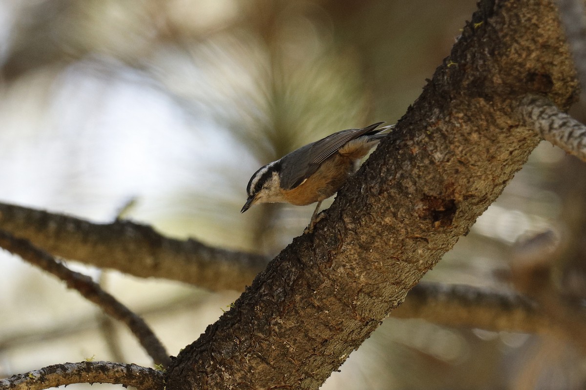 Red-breasted Nuthatch - Audry Nicklin