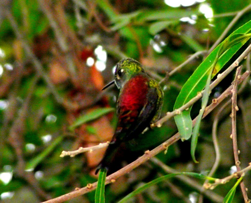 Red-tailed Comet - ML249857581
