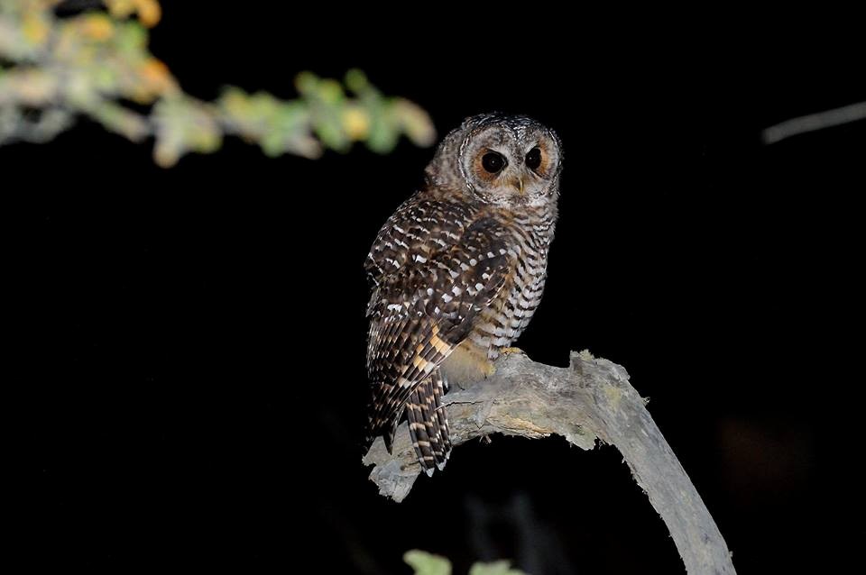 Rufous-legged Owl - ML249861671