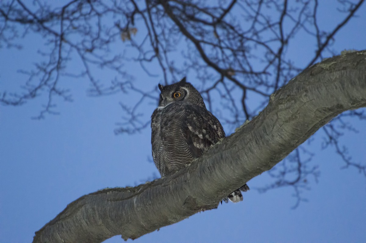Lesser Horned Owl - ML249862831
