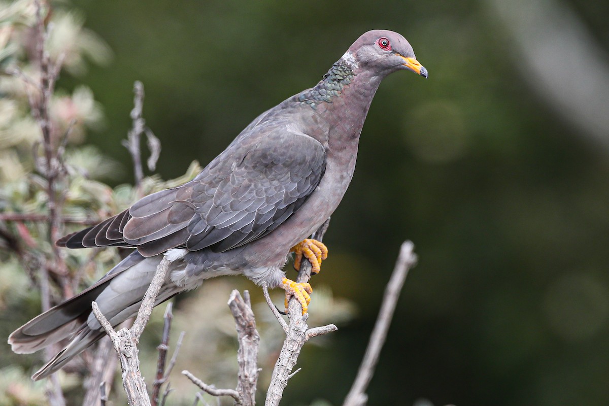 Band-tailed Pigeon - ML249863761