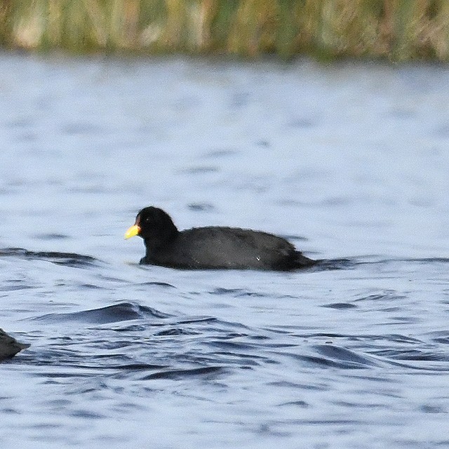 Red-fronted Coot - Andrés Cecconi
