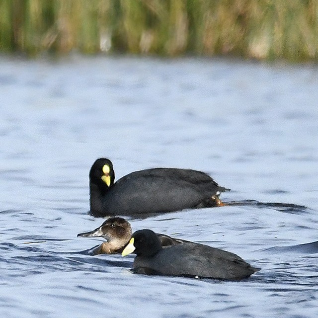 Red-gartered Coot - ML249864401