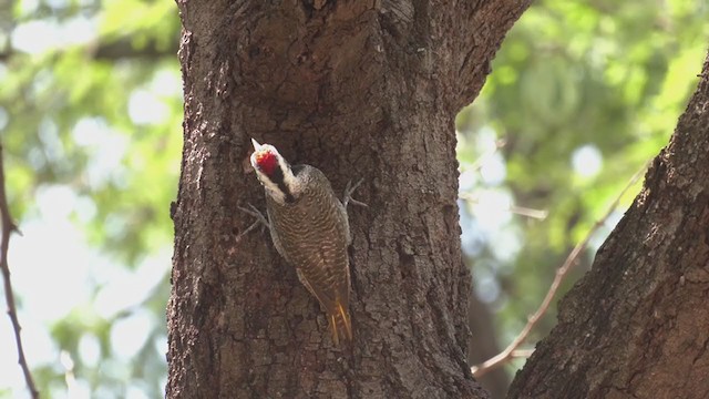 Bearded Woodpecker - ML249868291