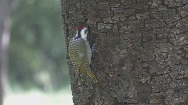 Bearded Woodpecker - ML249869311