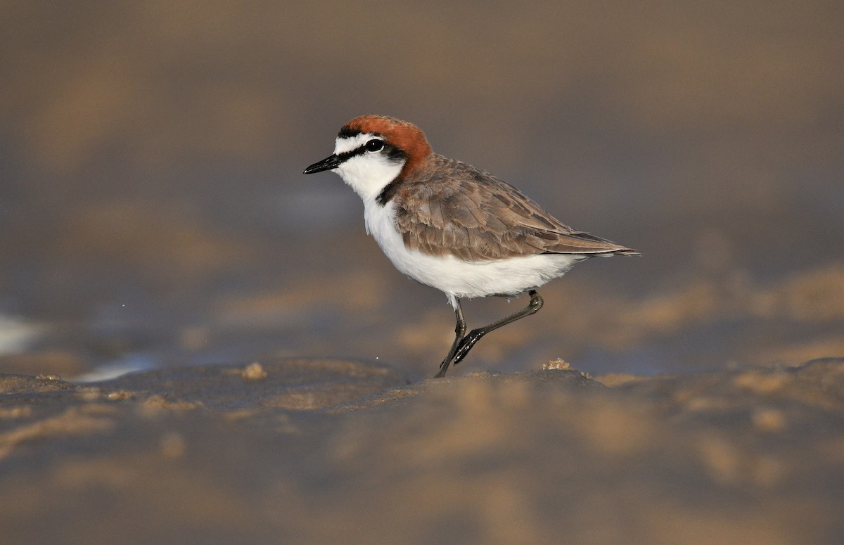 Red-capped Plover - ML249869531