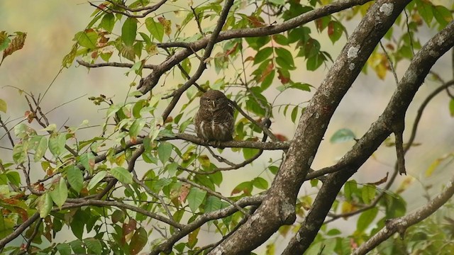Asian Barred Owlet - ML249870381