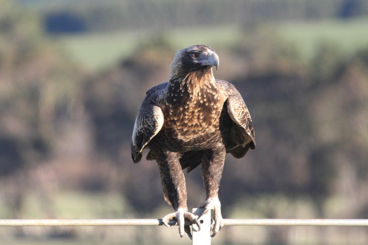 Wedge-tailed Eagle - ML249872771