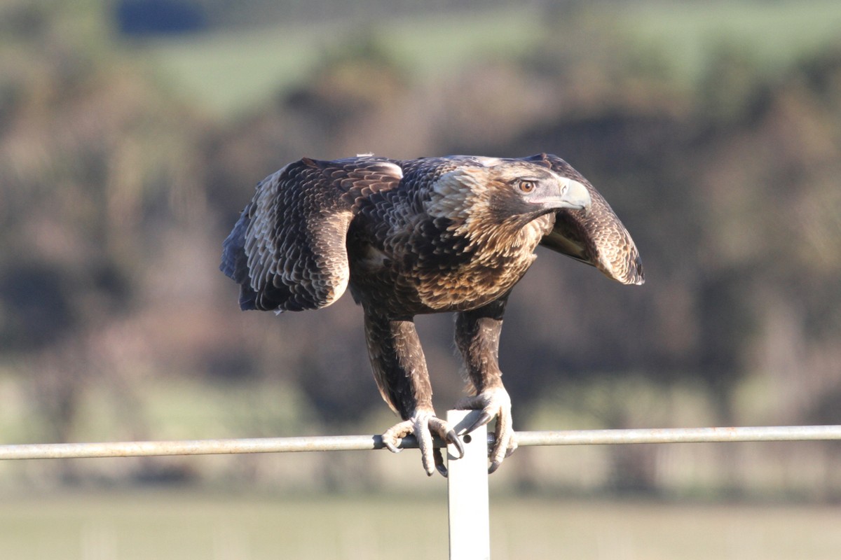 Wedge-tailed Eagle - ML249872791