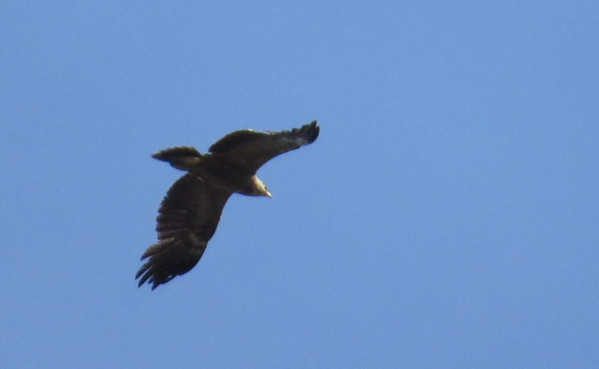 Lesser Spotted Eagle - ML249874991