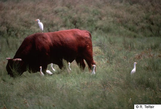 Download Cattle Egret And Grazing Cattle Relationship Photos