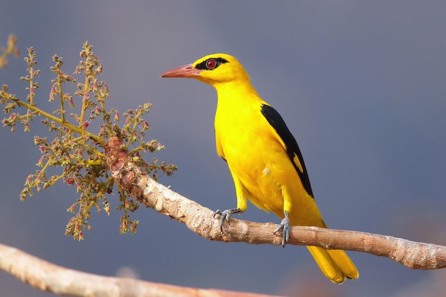 Indian Golden Oriole, Was lucky to get clear shots of a mal…