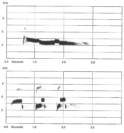Red-tailed Hawk Figure 4. Typical vocalizations of the Red-tailed Hawk