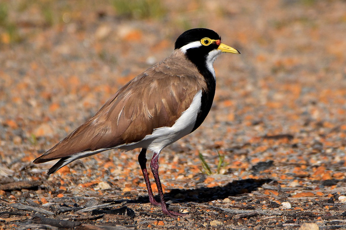 Banded Lapwing - ML249887261