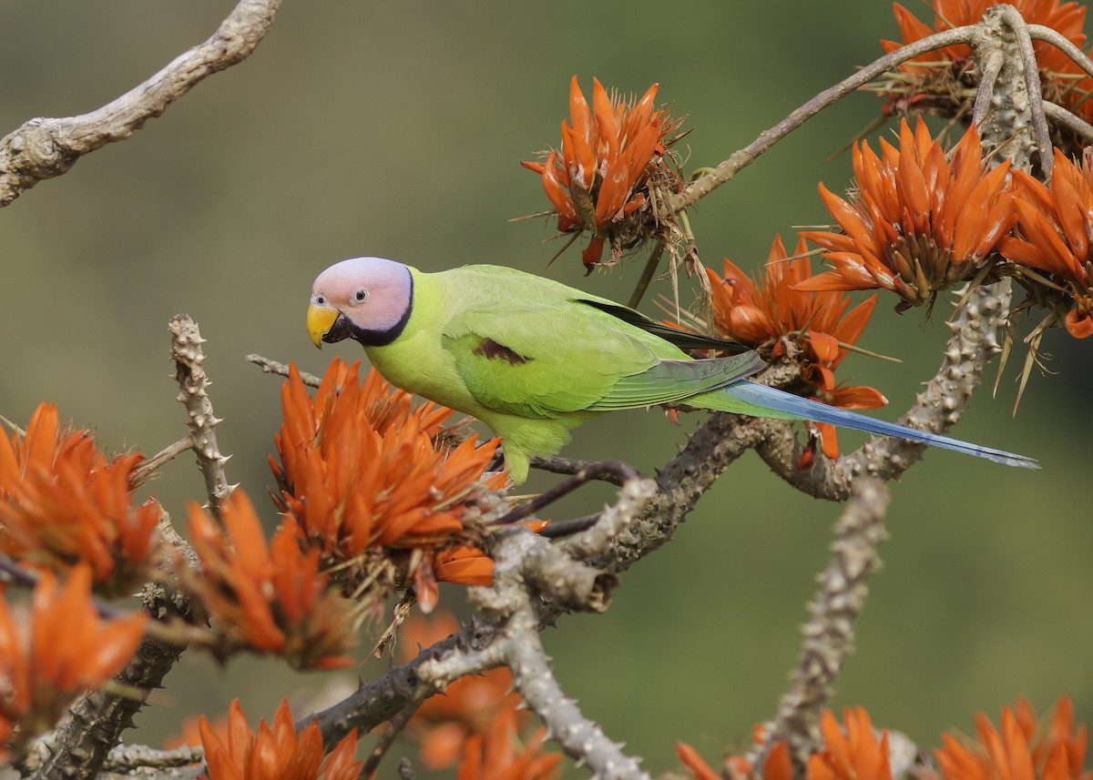 Blossom-headed Parakeet - Sayam U. Chowdhury