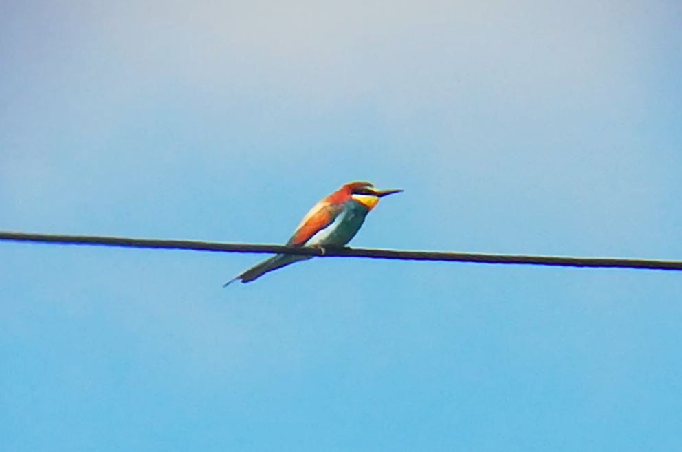 European Bee-eater - ML249896241