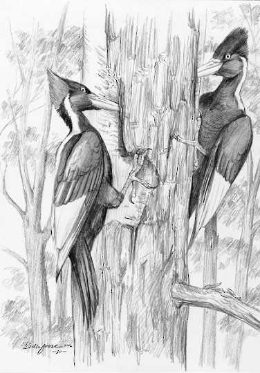 Ivory-billed Woodpecker Fig. 2. Characteristic feeding.