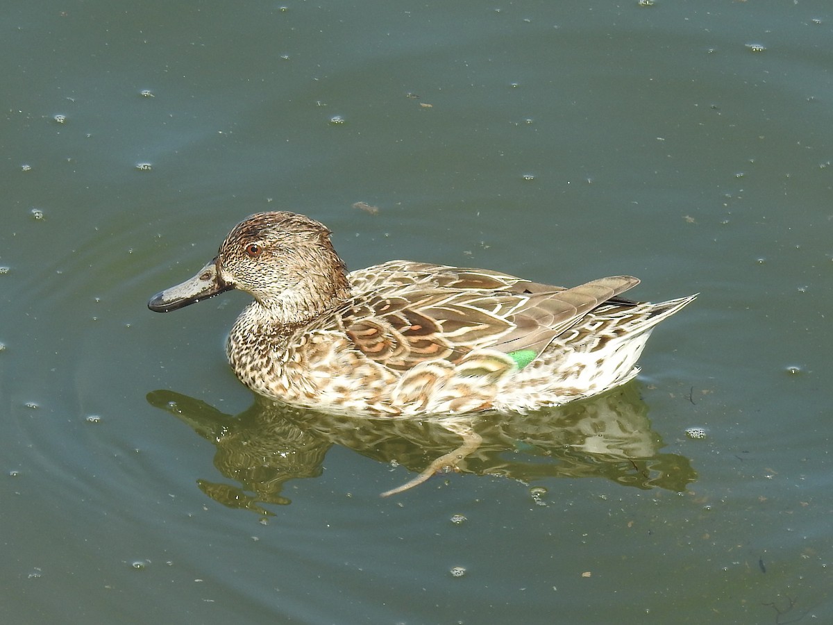 Green-winged Teal - ML249903041