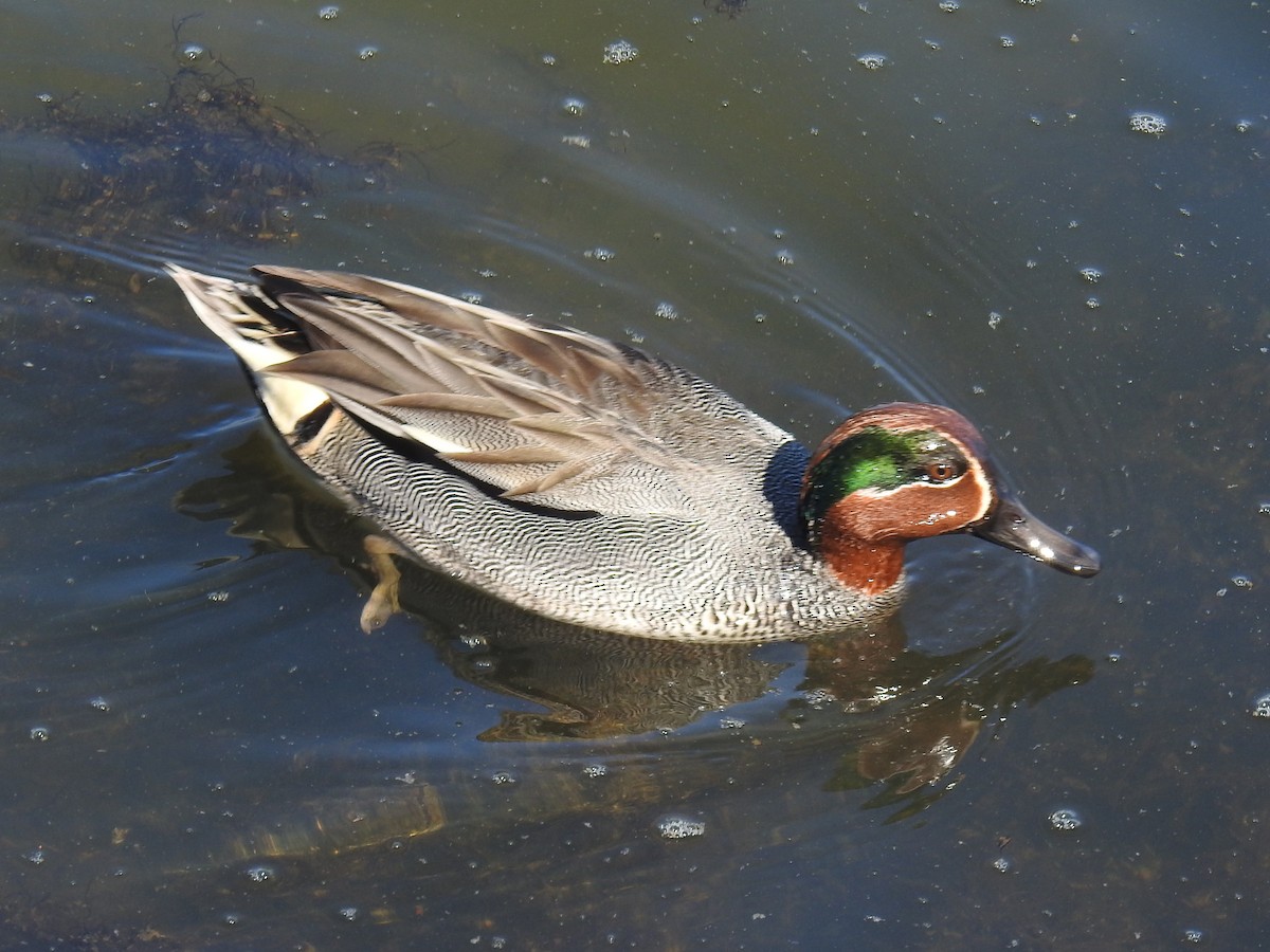 Green-winged Teal - ML249903131