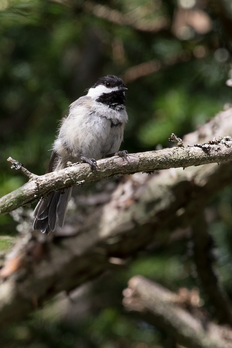 Black-capped Chickadee - Lewis Holmes
