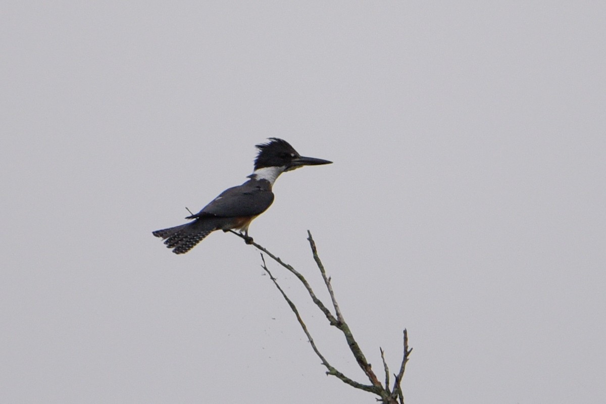 Belted Kingfisher - ML249906571