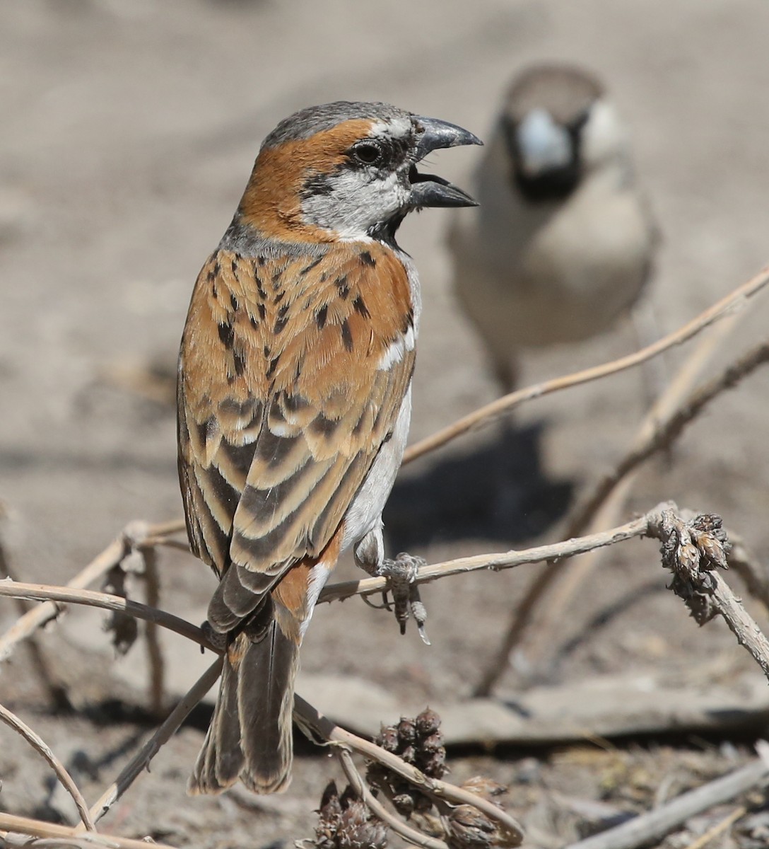Great Rufous Sparrow - ML249908251