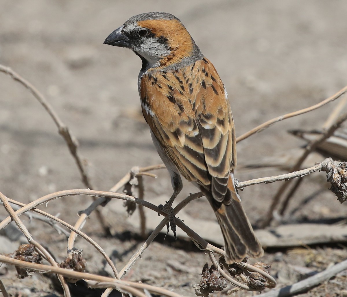 Great Rufous Sparrow - ML249908261