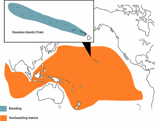 red tailed tropicbird