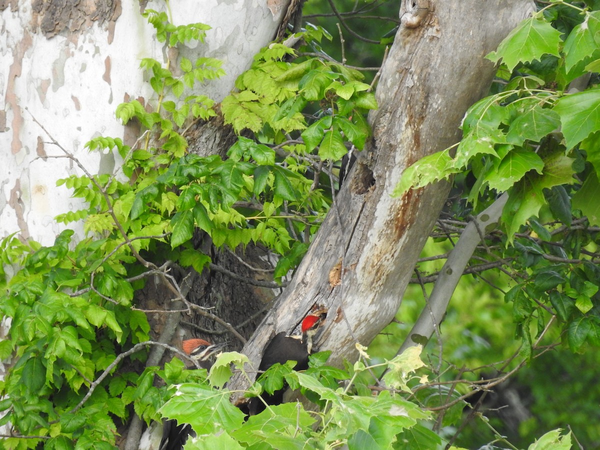 Pileated Woodpecker - ML249913451