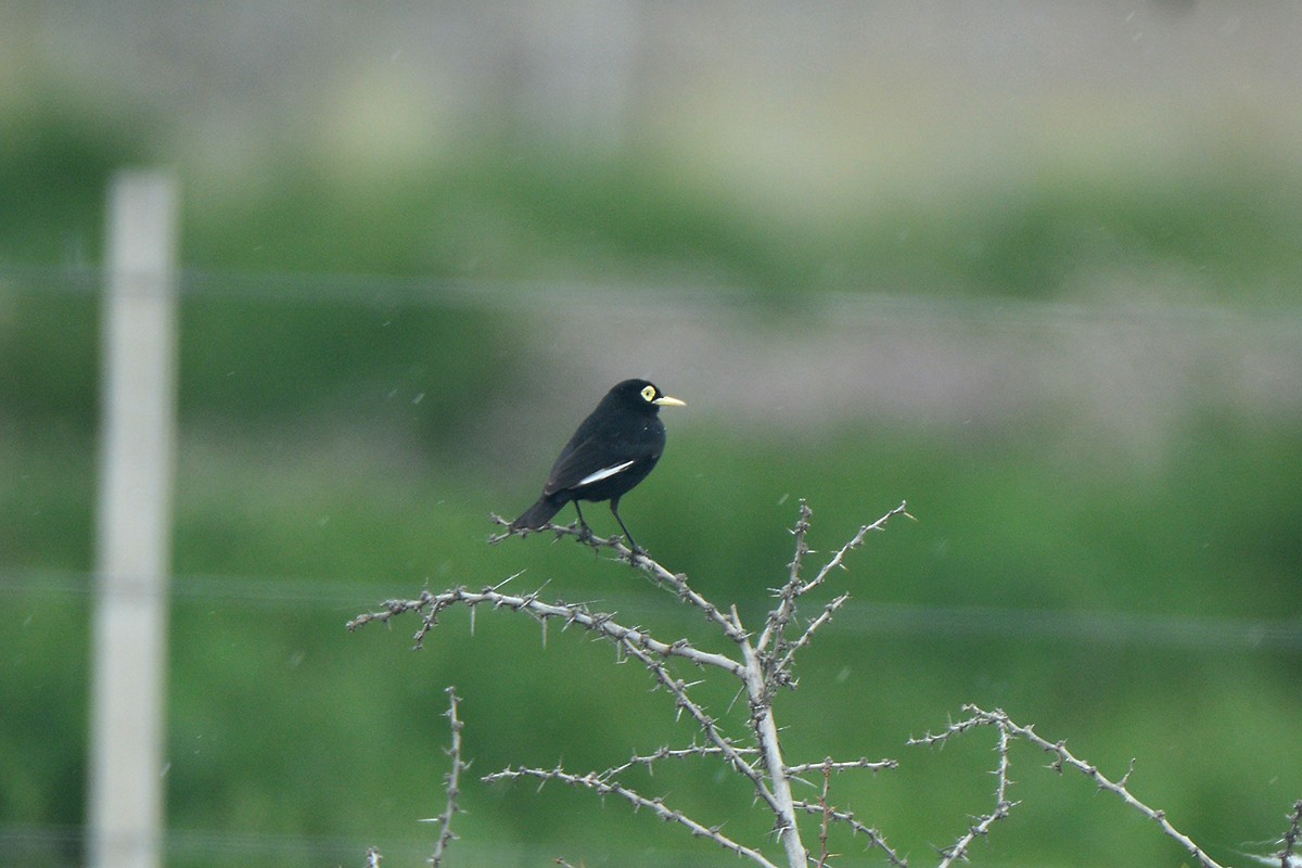 Spectacled Tyrant - ML249916111