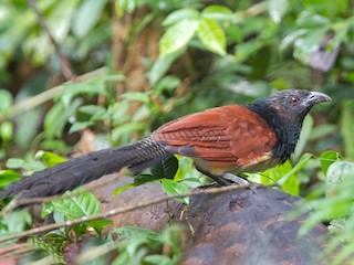  - Black-throated Coucal