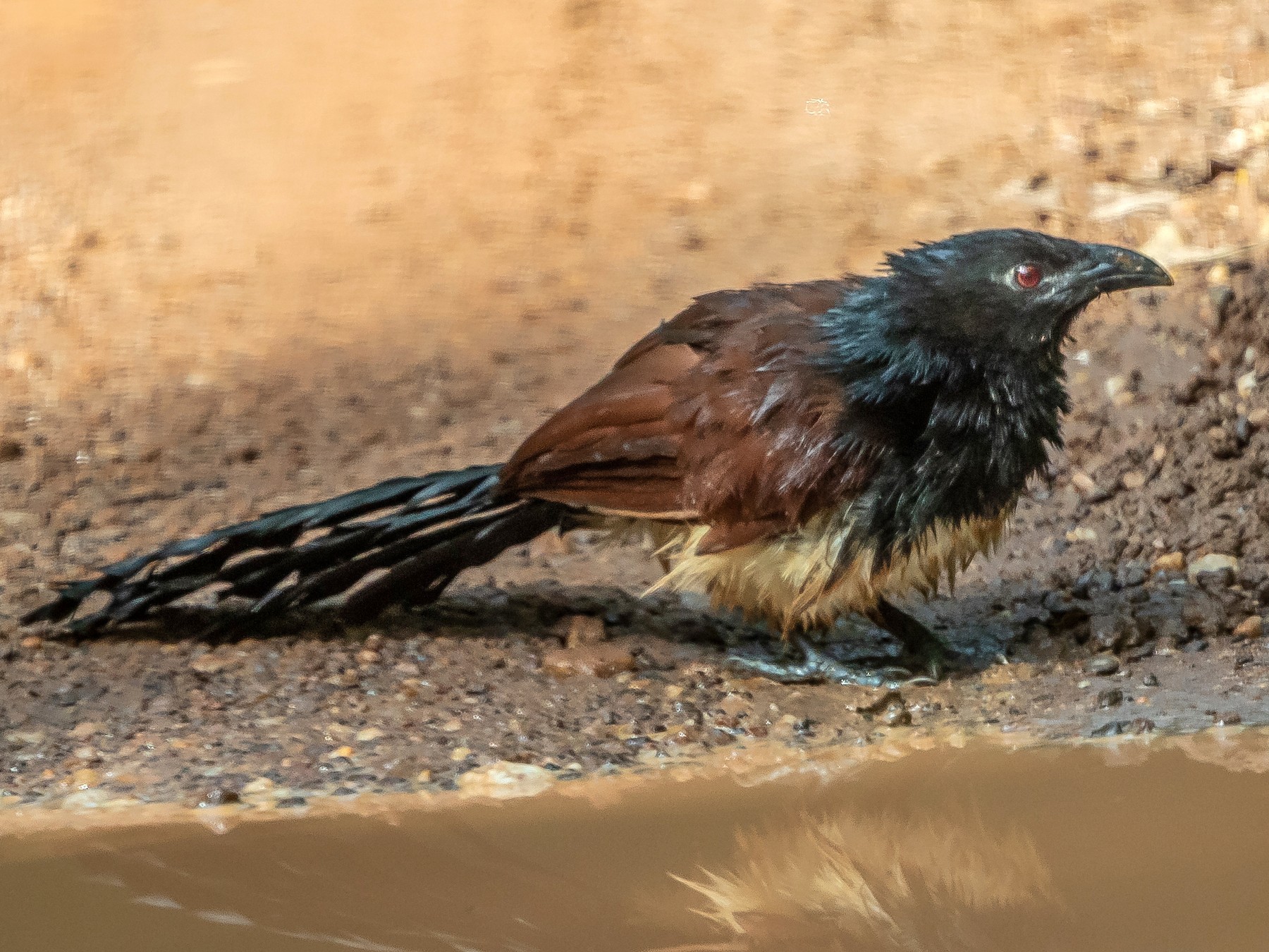 Black-throated Coucal - Per Smith