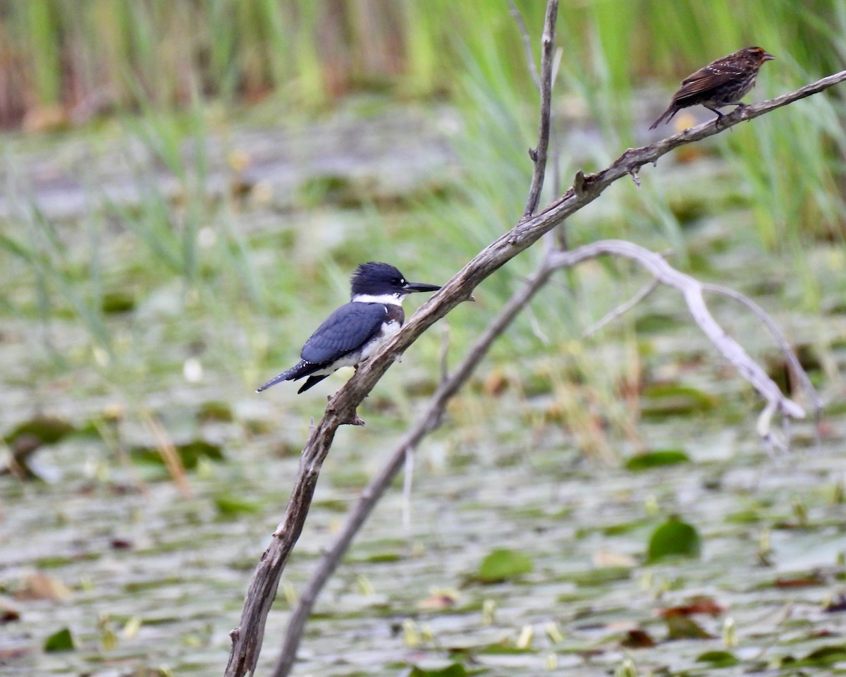 Belted Kingfisher - ML249918251