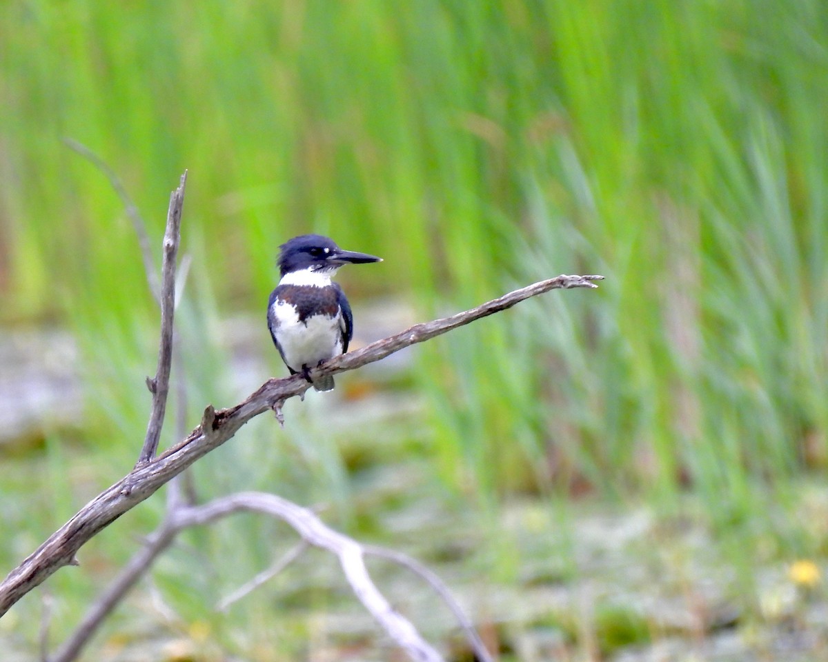 Belted Kingfisher - ML249918291