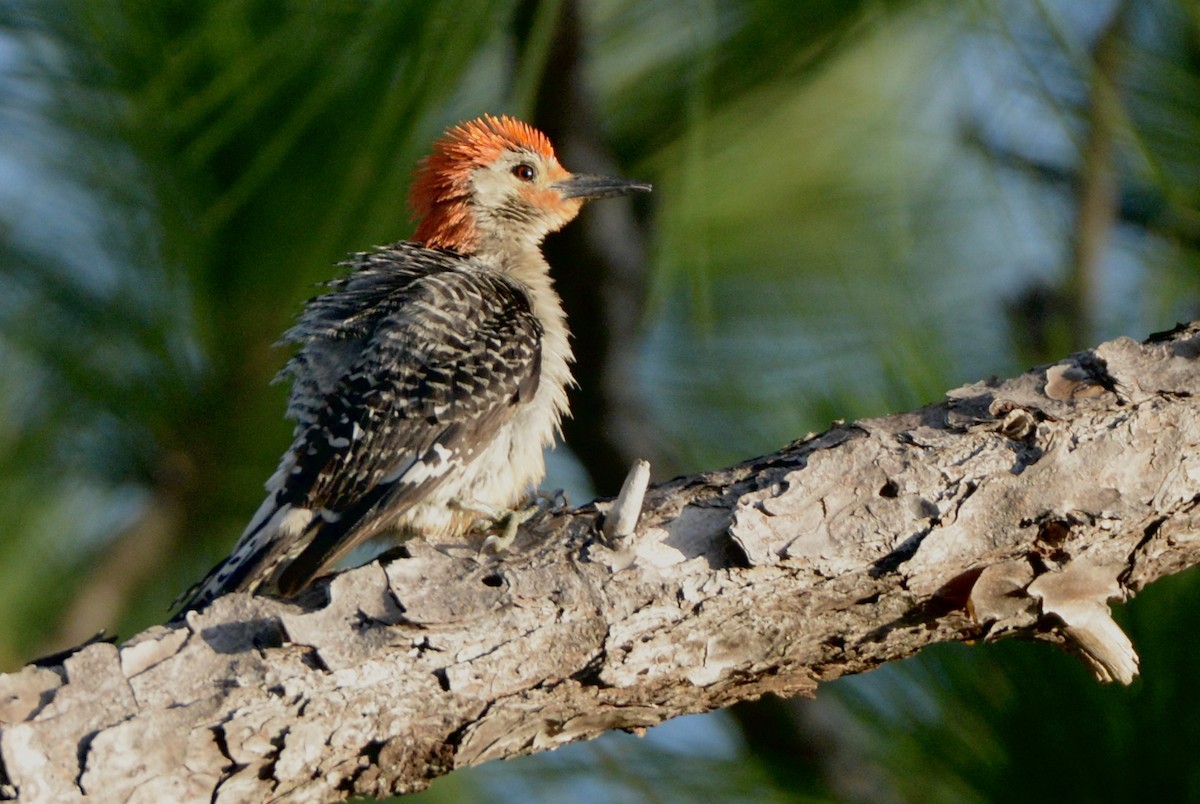 Red-bellied Woodpecker - Gloria Markiewicz