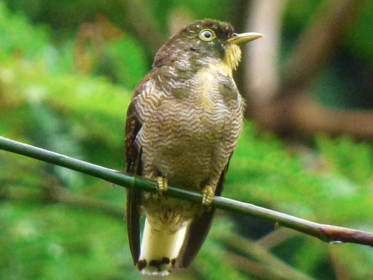 Yellow-throated Cuckoo - Deanna Mac Phail