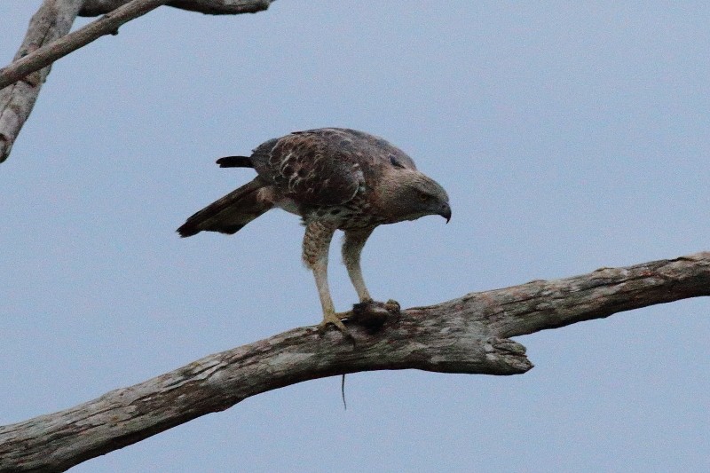 Changeable Hawk-Eagle (Crested) - ML249926391
